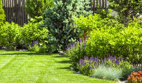 Arbustos en un jardí ben cuidat