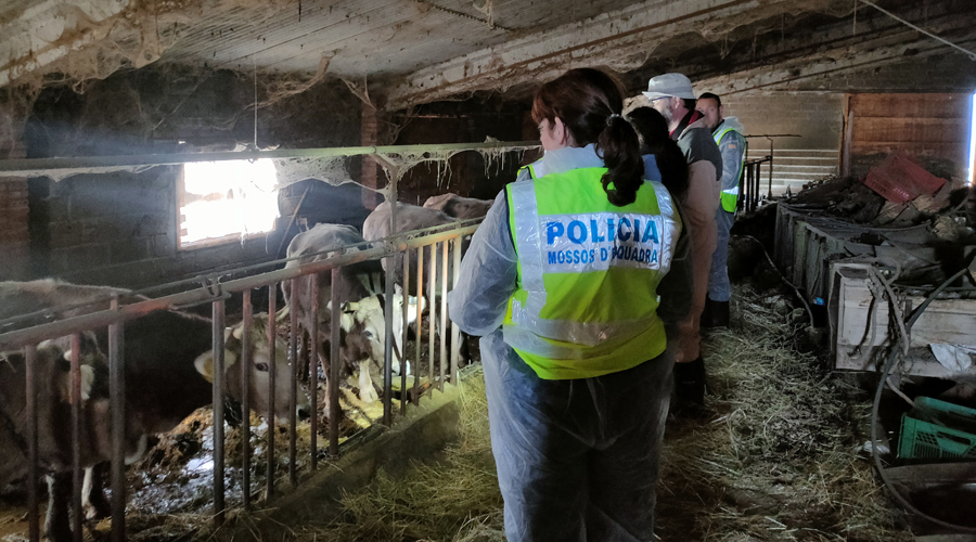 La Policia catalana durant la investigació a l'explotació agrària