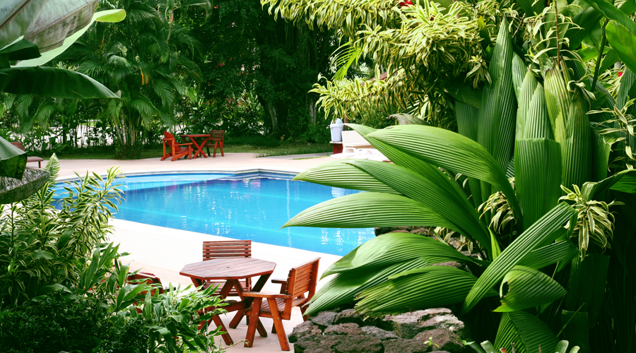Un jardí amb plantes tropicals