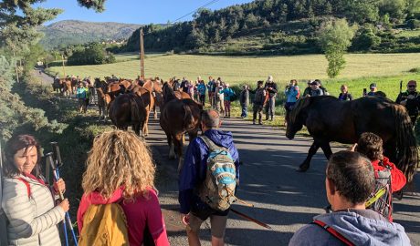 Festa de la transhumància