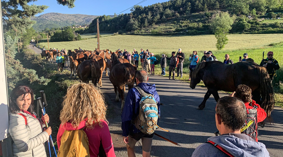 Festa de la transhumància (Aj. Llívia)