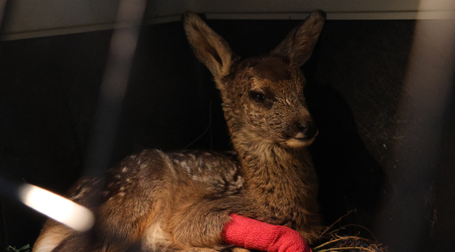 Una de les cries de cabirol ferides (Zoo del Pirineu)