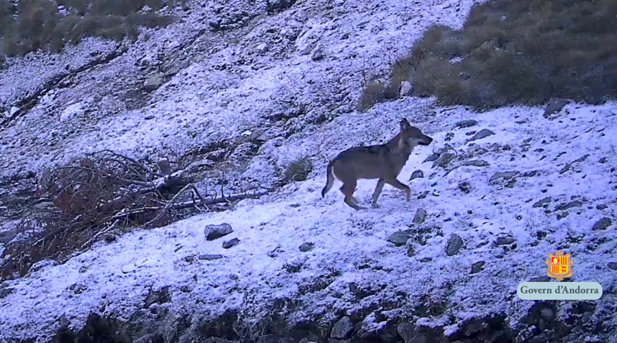El llop que s'ha captat en territori andorrà