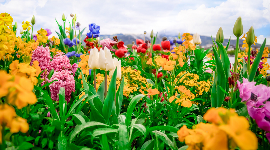 Jardí amb una gran varietat de flors