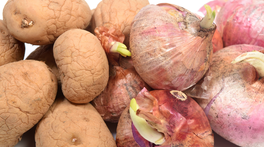 Patates i cebes grillades, ja deteriorades