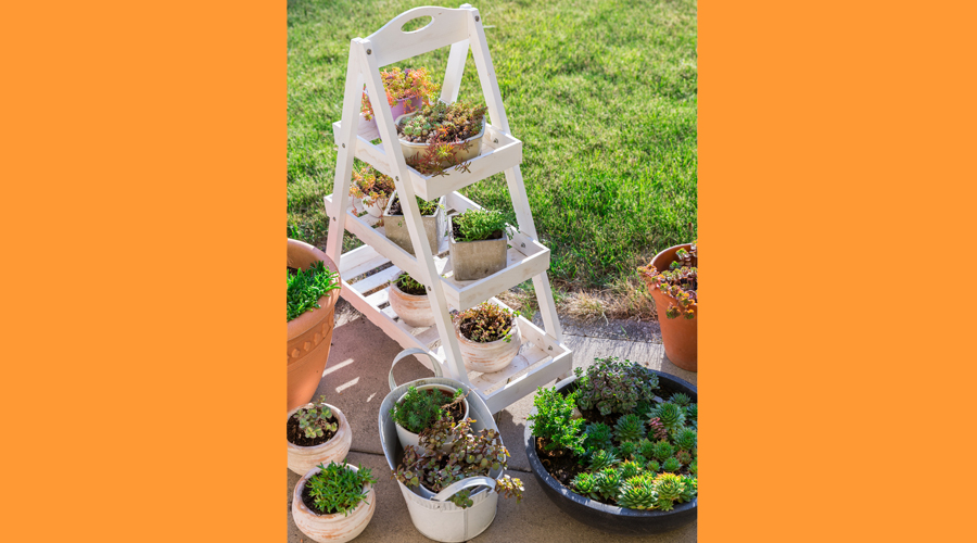Una prestatgeria per a plantes en un jardí