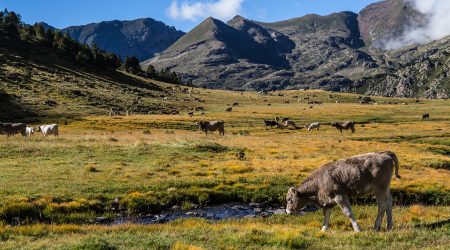 Un prat amb bestiar