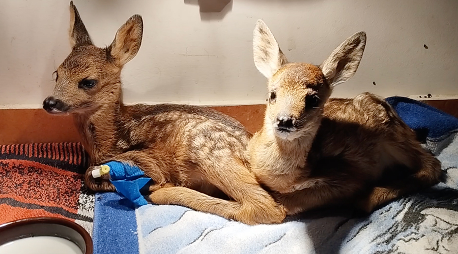 Dues cries de cabirol (Zoo del Pirineu)